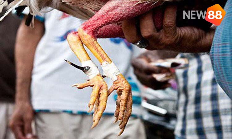 Đá Gà Cựa Dao Trực Tiếp – Đá Gà Mỹ Philippines – NEW88 2 Đá Gà Cựa Dao Trực Tiếp – Đá Gà Mỹ Philippines – NEW88